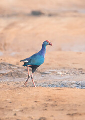 Western swamphen walking on the open land