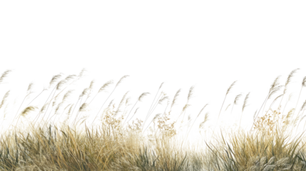 tall grass on transparent background