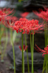 鎌倉2410　英勝寺2　曼珠沙華