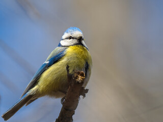 Blue tit - Cyanistes caeruleus