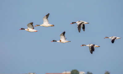 Common Shelducks - Tadorna tadorna