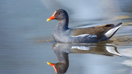 Common moorhen swimming - Gallinula chloropus