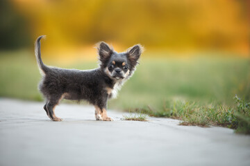 cute chihuahua puppy walking outdoors in summer
