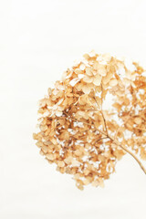 Dried hydrangea close-up against white wall. Minimal floral background for social networks in neutral colors. Copy space.