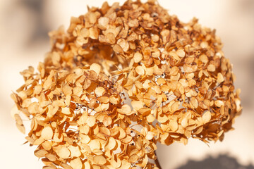 Dried hydrangea close-up against beige wall, bright light and shadows. Minimal floral autumn background.