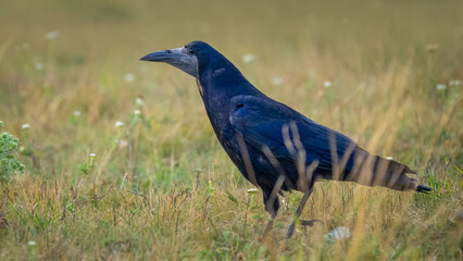 Rook - Corvus frugilegus