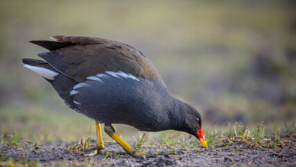 Common moorhen feeding - Gallinula chloropus