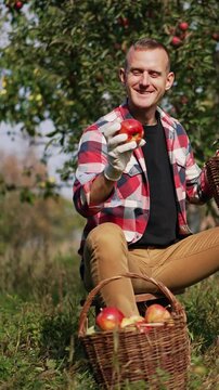 Jolly mid aged male farmer checks up apples from his garden. Man sits on a tabouret and sorts apples in the baskets. Sunny garden at background. Vertical video