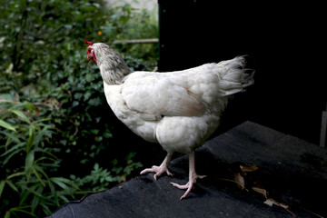 Poule blanche sur un muret dans un poulailler