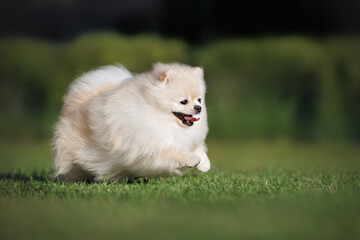 happy pomeranian spitz dog running on grass in summer