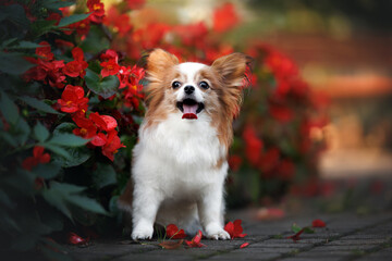 cute happy papillon dog posing in the park with vivid red blooming flowers