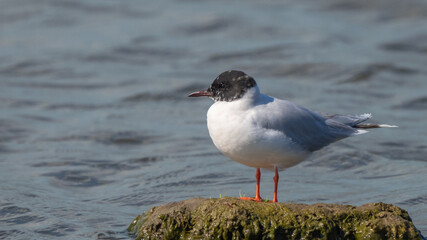 Little gull - Hydrocoloeus minutus