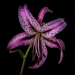 Naklejka premium Purple Lily Flower Closeup Photography