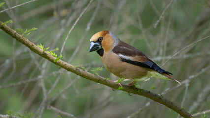 Hawfinch - Coccothraustes coccothraustes