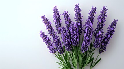 Obraz premium Closeup of a beautiful bouquet of fresh lavender flowers in full bloom with vibrant purple hues against a clean,bright white background. The lavender is an aromatic,calming.