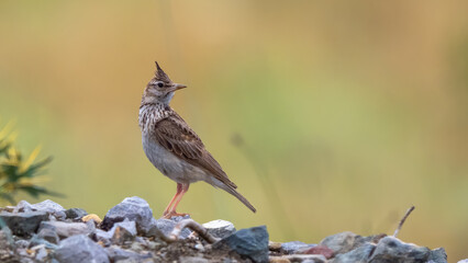 Crested lark - Galerida cristata