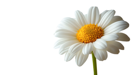 Closeup of a beautiful,full-bloom white daisy flower with lush,delicate petals and a bright yellow center set against a simple,pale green background. The image exudes a sense of natural beauty.