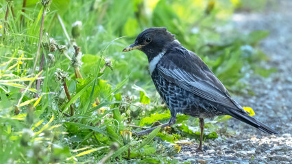 Ring ouzel - Turdus torquatus