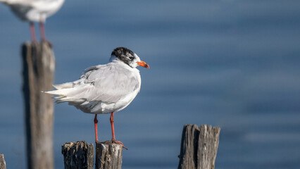 Mediterranean gull - Larus melanocephalus