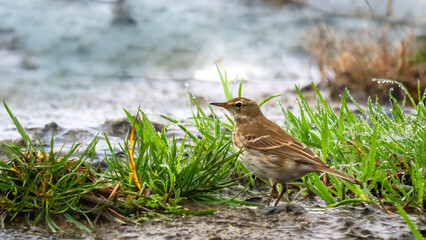 Water pipit - Anthus spinoletta