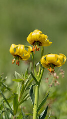 Mountain lily - Lilium jankae