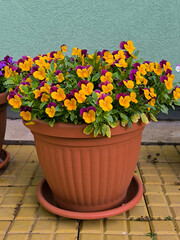 colorful blooming pansy flowers in the Spring