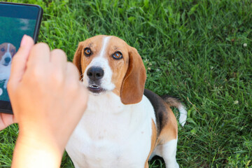 A woman takes a photo of her pet beagle during playing on her phone.
