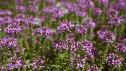 Obraz premium Vibrant teucrium marum, known as cat thyme, blooms outdoors in mallorca, balearic islands, showcasing vivid pink flowers in a mediterranean garden setting.