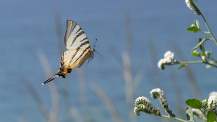 Scarce swallowtail - Iphiclides podalirius