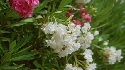 Obraz premium Oleander flowers blooming outdoors in mallorca with white and pink blossoms surrounded by green foliage under natural light.