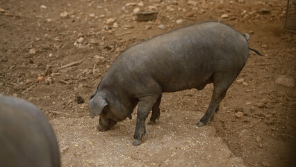 Pig feeding on dirt ground in outdoor farmyard with earthy surroundings and scattered stones on a clear day