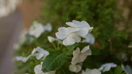 Periwinkle flowers blooming outdoors in mallorca with lush green leaves captured in a detailed close-up.