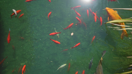 A serene pond with vibrant koi fish swimming amongst lush aquatic plants.