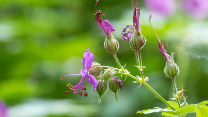 Geranium macrorrhizum - Bulgarian geranium