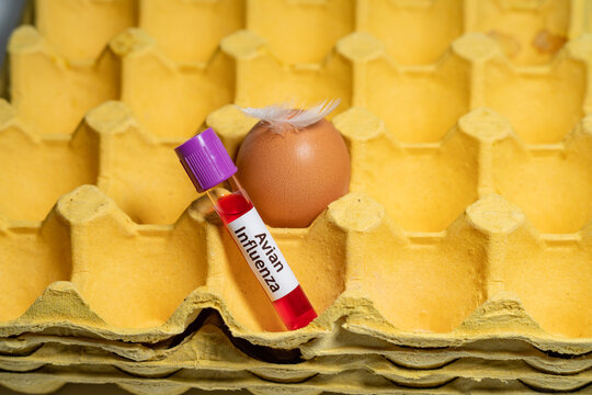 Humans can't get avian influenza from the food, including eggs bought from the grocery store