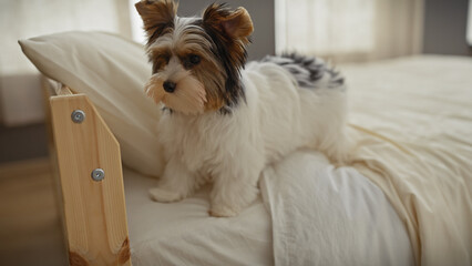 A cute biewer terrier puppy sits attentively on an unmade bed in a well-lit bedroom setting.