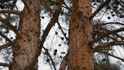 Close-up of a textured pine trunk with branches and pine cones in murcia, spain