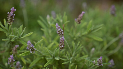 Close-up of lavandula stoechas, an aromatic mediterranean plant, in murcia, spain, blossoming...