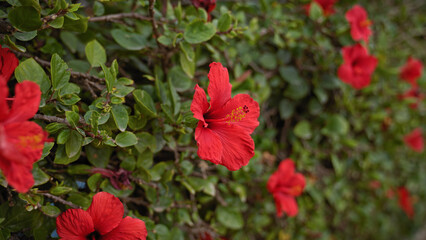 Vibrant red hibiscus rosa-sinensis flowers bloom against lush green foliage in murcia, spain. © Krakenimages.com