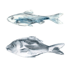 Set of swimming fish in watercolor. The shiny fish scales and fins are painted in blue and black on white background. A small fish with big fish swim in the same direction. Hand painting illustration