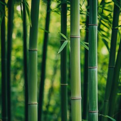 Obraz premium Tranquil bamboo grove with tall green stalks growing close together, creating a serene natural setting. ae