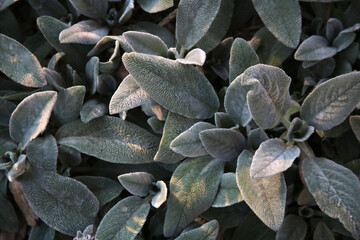 Plante d'ornement à feuillage argenté oreille d'ours