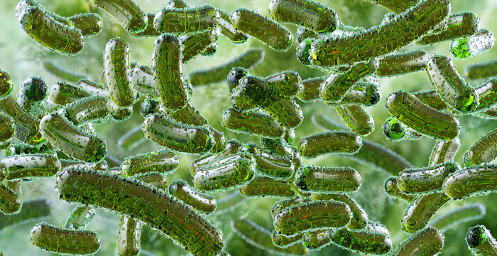 Acetobacter bacteria. Gram-negative Acetobacter bacteria. Ethanol conversion to acetic acid, fermentation. Food industry, industrial biotechnology, vinegar production. Microscopic scientific 3D image