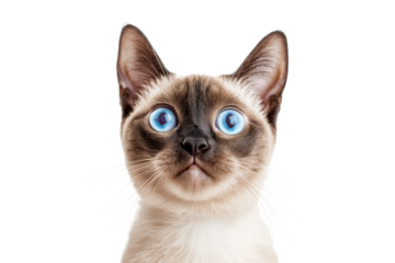 Siamese cat surprised displeased look.