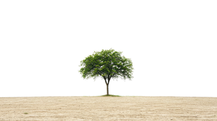 Tree in the field on a transparent background