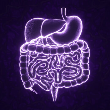 Glowing human anatomy digestive system on purple background. X-ray hologram. 3d-rendering