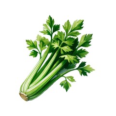 セロリ celery