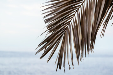 View of sea or ocean through tropical dry palm leaf. Minimalism composition. Travel, leisure, weekends, tourism, love of wandering. Calm nature relaxing background