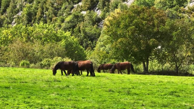 Group of mares grazing freely in the bush
