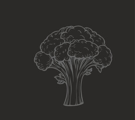 Broccoli hand-drawn vector Illustration Broccoli hand-drawn vector Illustration